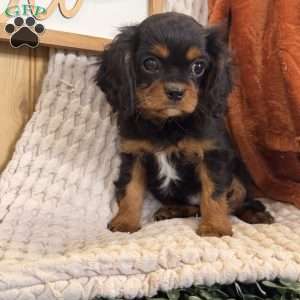 Bandit, Cavalier King Charles Spaniel Puppy